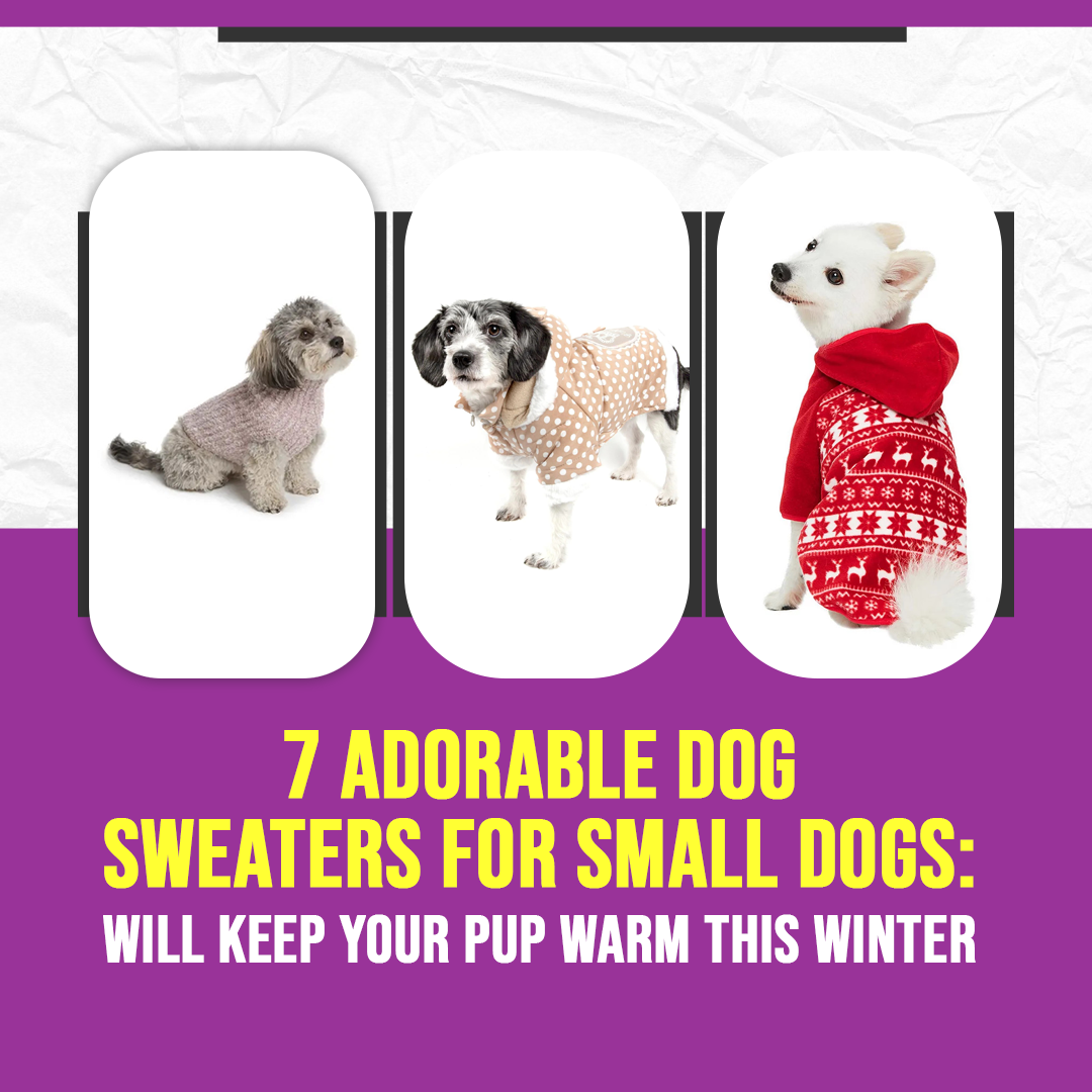 7 Adorable Dog Sweaters For Small Dogs: Will Keep Your Pup Warm This Winter