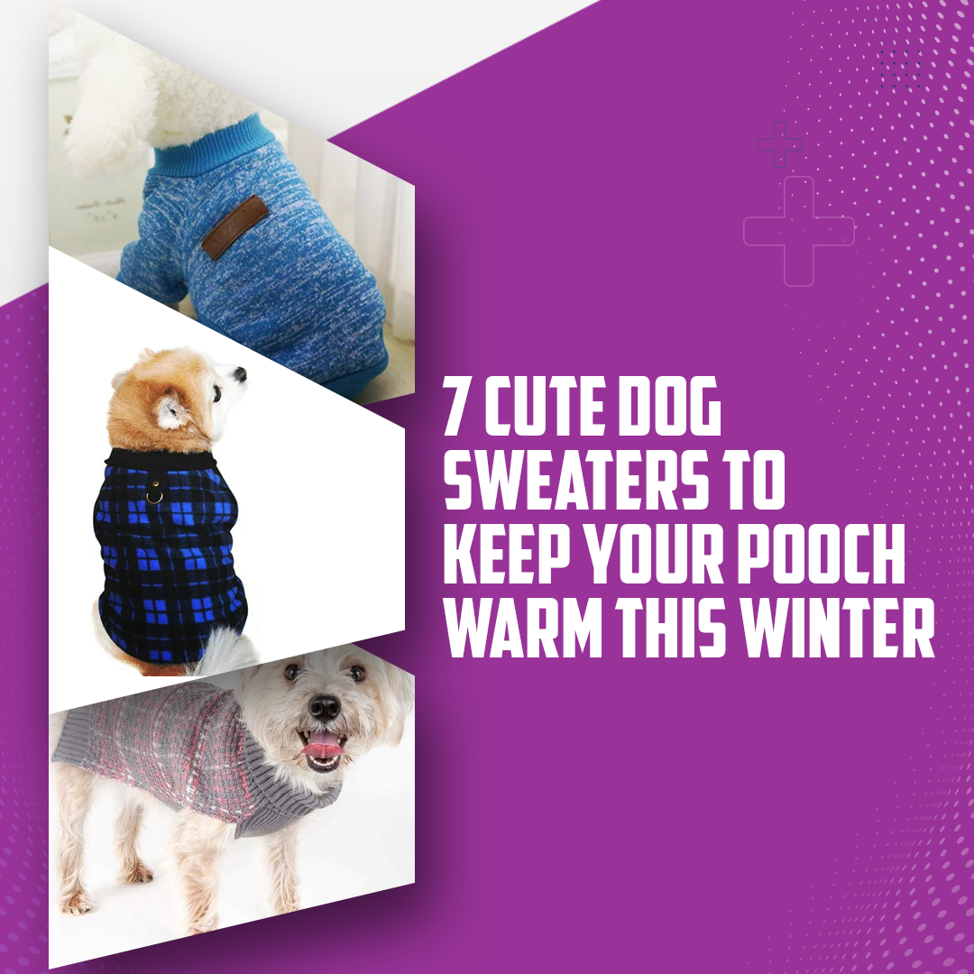 7 Cute Dog Sweaters To Keep Your Pooch Warm This Winter