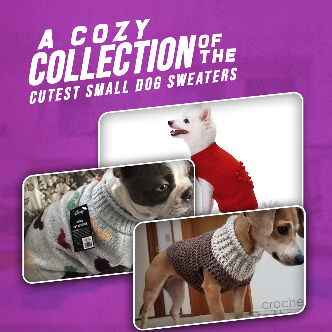 A Cozy Collection of the Cutest Small Dog Sweaters